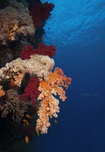 St.John Reef @ Redsea by Hakan Basar 